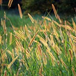 grass-seed-164422_640